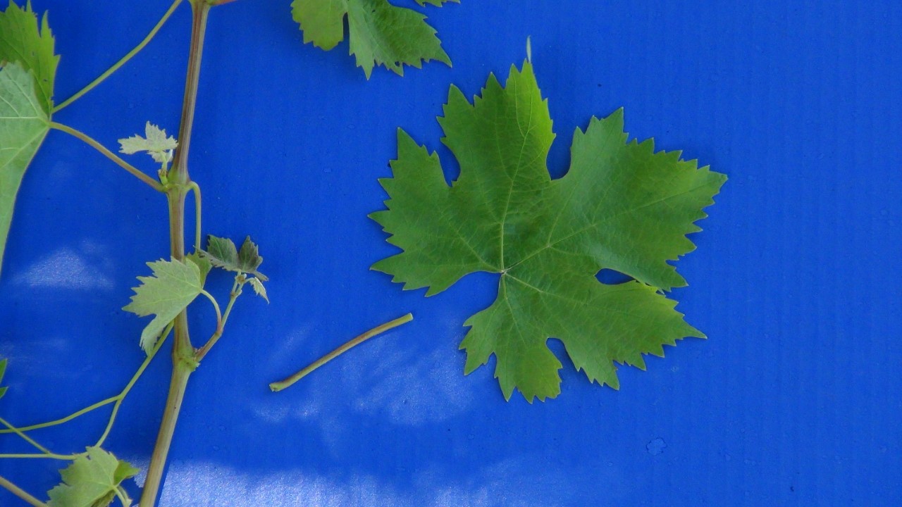 Close up of petiole and leaf from shoot